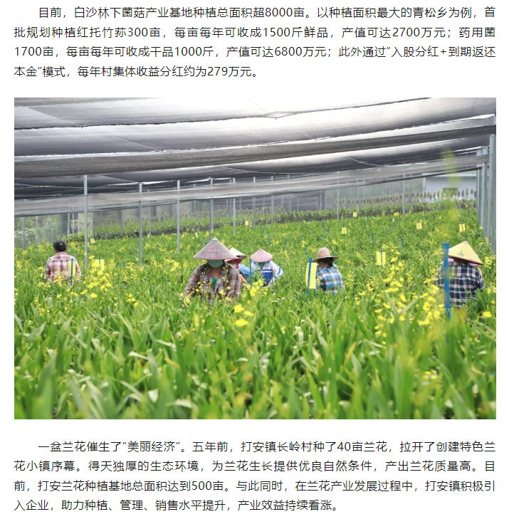 巡礼  白沙：奋力描绘“绿水青山”新画卷3.png